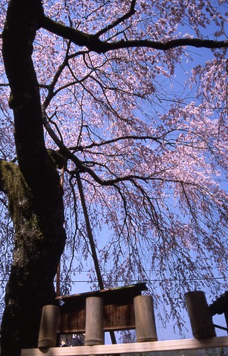 桜と並ぶ竹筒 by tamarin01