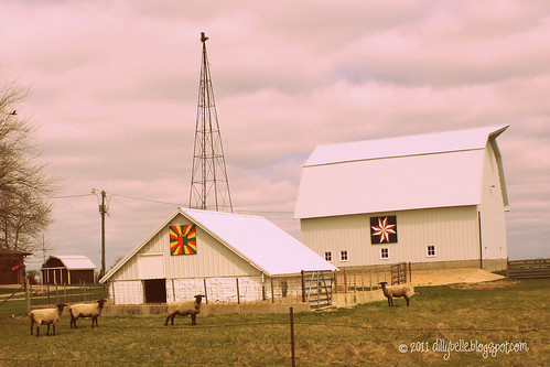 Sheep and barn stars