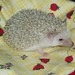 Lucy the Hedgehog