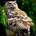 Barred Owl, Strix Varia_MG_0704