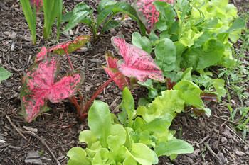 Lettuce and flowers in flower bed
