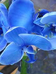 Mystic Blue Orchid 1