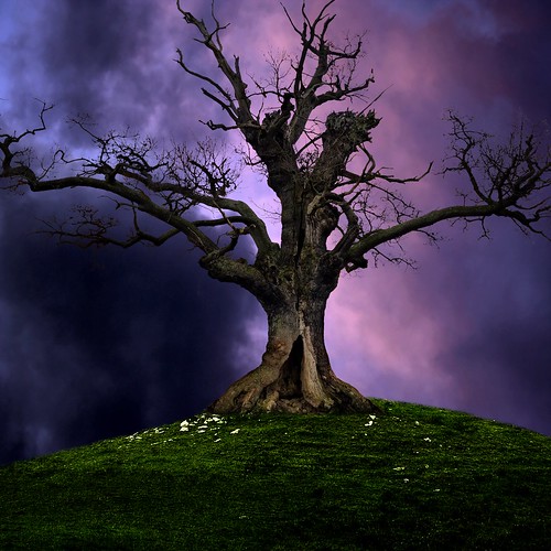 フリー写真素材|自然・風景|樹木|雲|暗雲|