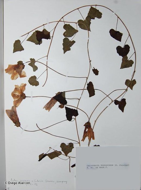 Muestra de herbario de la especie <i>Calystegia tuguriorum</i>.