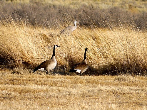 Sandhill cranes in New Mexico Larry Calloway