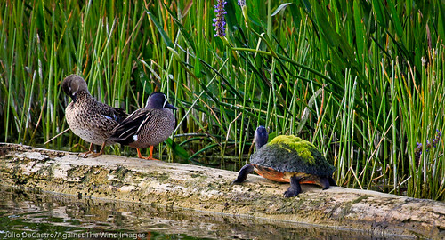 Two's company, three's a crowd!-_MG_3317 by Against The Wind Images