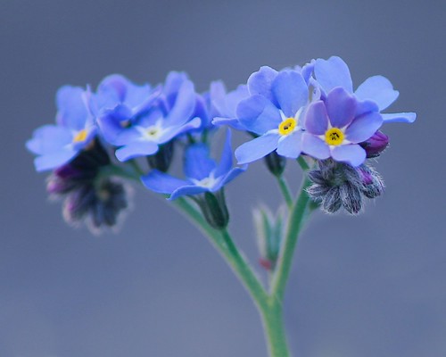 Blue flower by doug88888