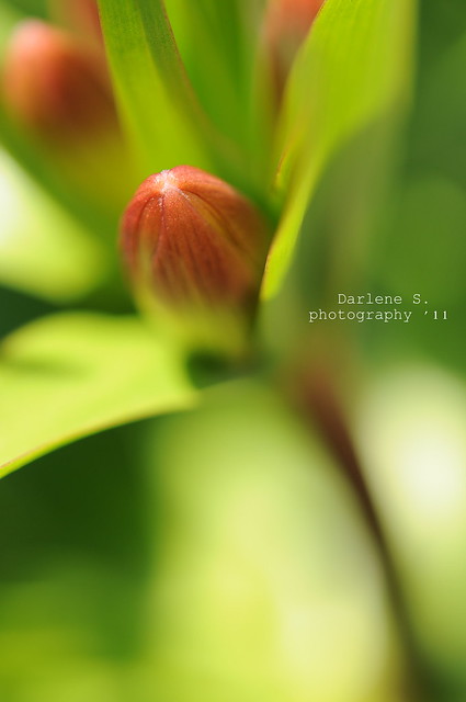 Tulip bud