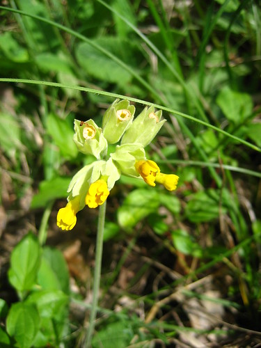 Cowslips - almost gone
