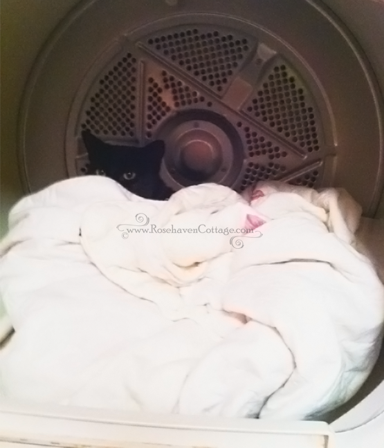 Thomasina in the dryer