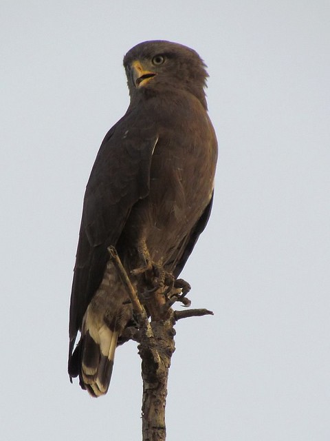 Western-banded Snake-Eagle (Circaetus cinerascens)