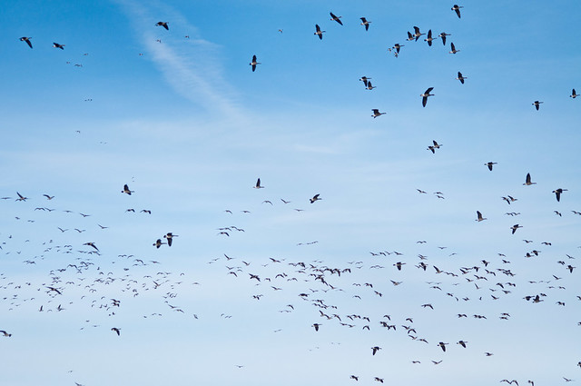 Goose migration