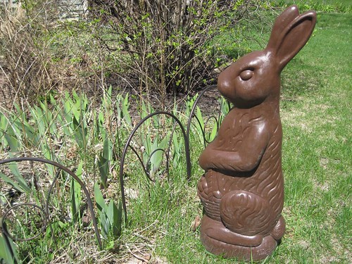 Chocolate Yard Bunny