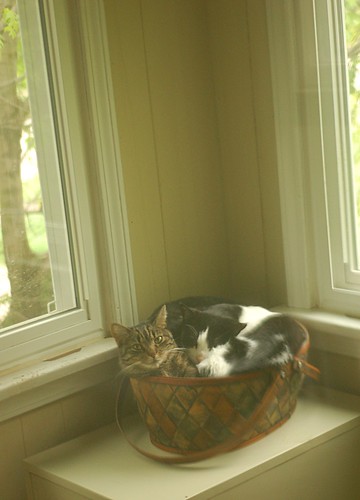 thee cat basket