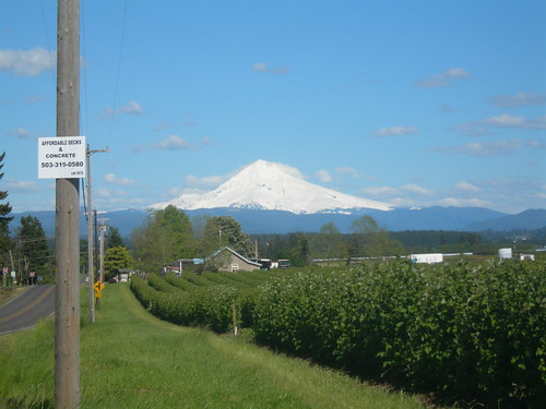 Mount Hood looms over the berry fields