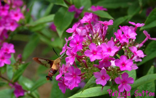 Hummingbird Moth-Phlox