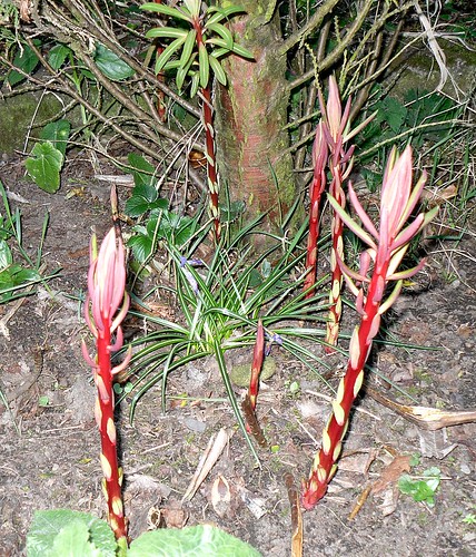 euphorbia 'Fireglow' stalks