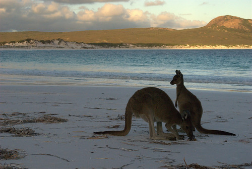 Roos at Lucky Bay in Cape Le Grand National Park