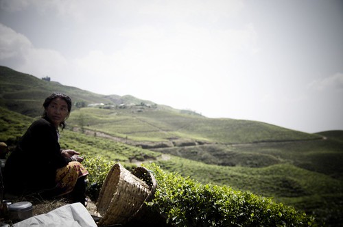 Carolin Weinkopf, Nepal, Ilam, Tea, Nepalese, mountains, women
