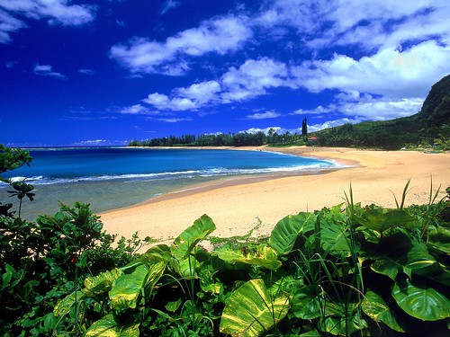 hawaii beach wallpaper. Hawaii-Beach-Wallpaper