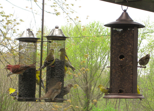frenzy of finches