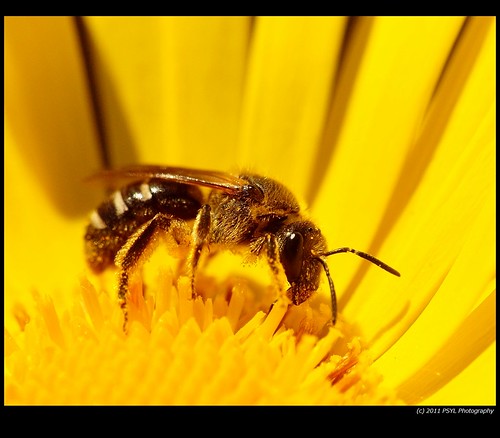 Possible Sweat Bee (Halictus spp.)