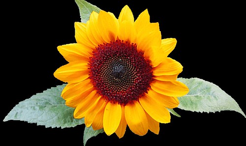 free clip art sunflower. Clip Art Leaves Free