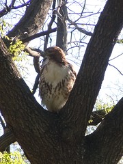 vigilant red-tailed hawk