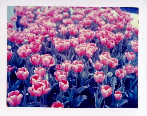 Polaroid 669 Findlay Tulips