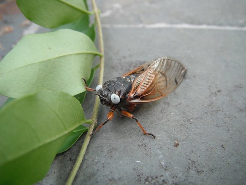 White eyed Cicada