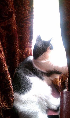 Squiggy enjoys the sun in my office window. Lenny's on other side of curtain.