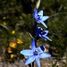 blue lady Thelymitra crinita