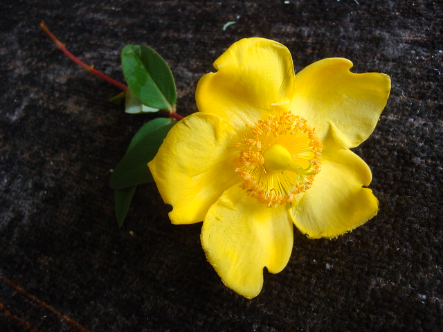 Yellow flower-06