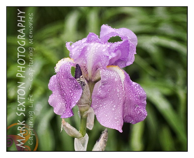 Iris In Rain