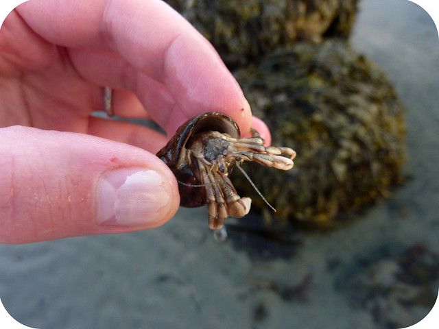 Mr. Hermit Crab