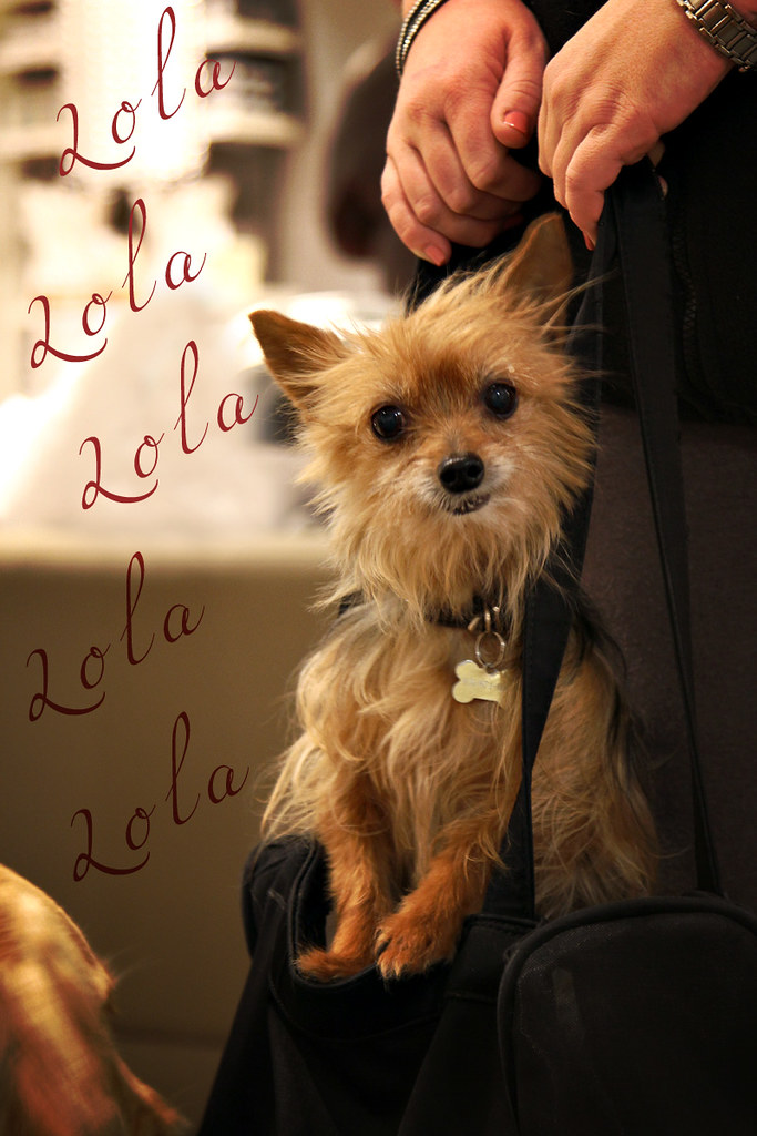 And at CB2, I Met Lola - Isn't She Adorable?!