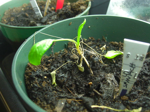My Sad Spinach Seedling