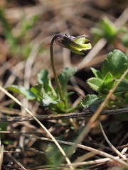 Viola kitaibeliana (48°05' N 16°57' E)