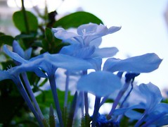Quinta-BLUE-Flower by Márcia Abreu
