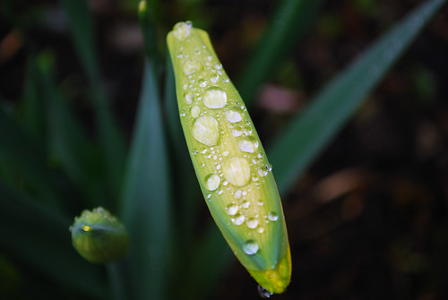 Raindrops on Daffodils by Sandee4242