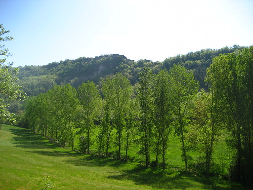 Poplars along the river