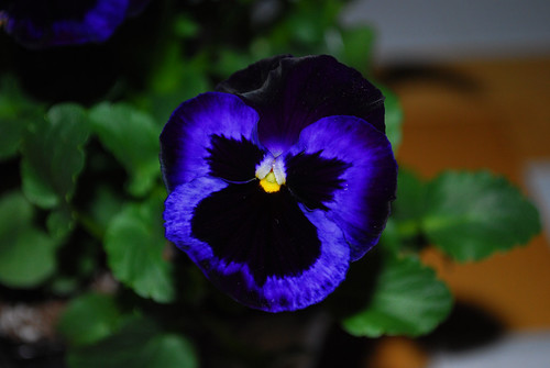(I ain't no) Pansy by Sandee4242