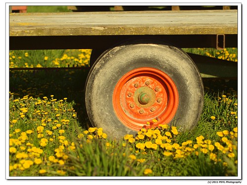 Orange Wheel in a field of Dandelions