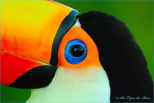 O olho do tucano by Ari Lopes da Rosa