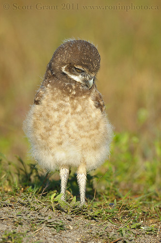 Burrowing Owlet by Scott Grant