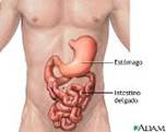 intestino_delgado