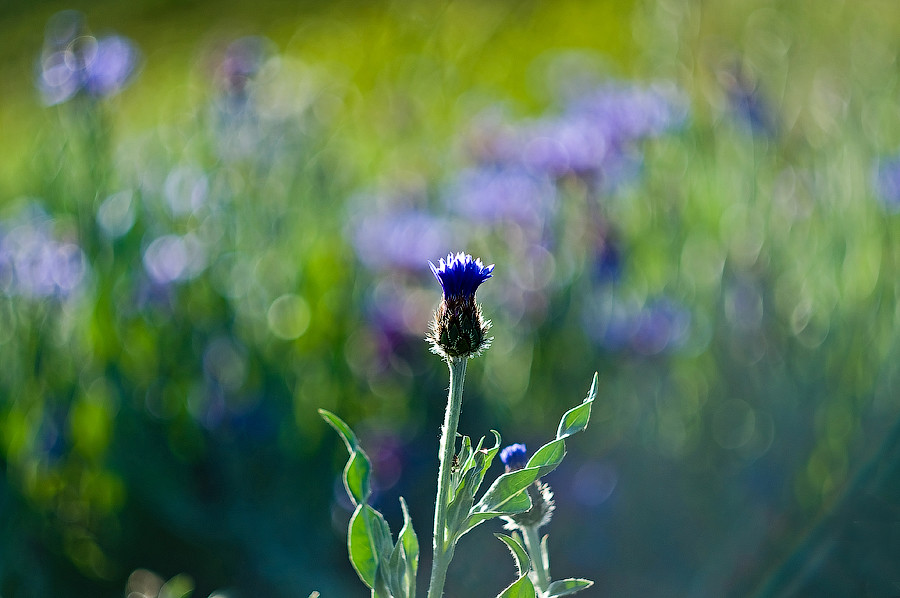 Фиолетовое лето Blue flower