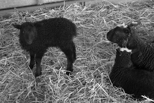Baby lamb and its adoptive family