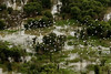 A flock of Igrats fly over the rainforest peatlands in Japura di Greenpeace International