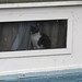 This cat seems to always be in the window of this houseboat at Kew.